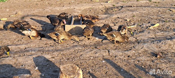 Утки подсадные для охоты