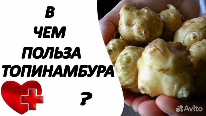 Топинамбур(клубни)(Многолетний)