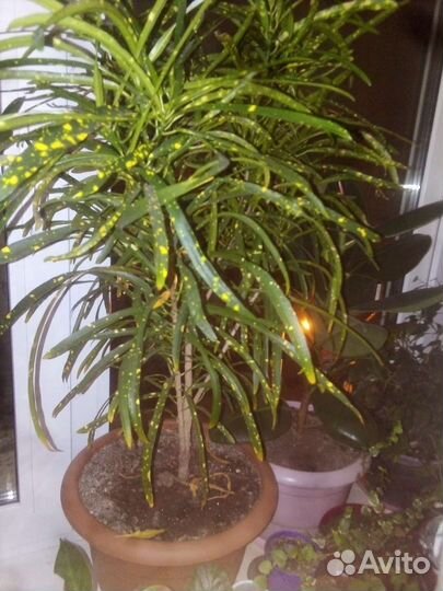 Кротон узколистный