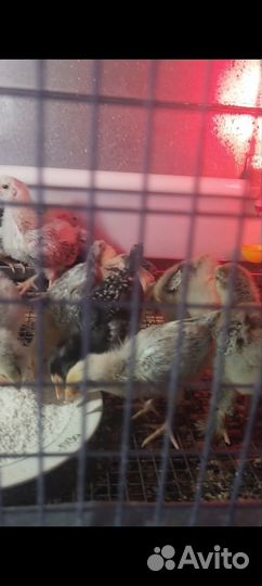 Джерсийский Гигант, Брама Тёмная