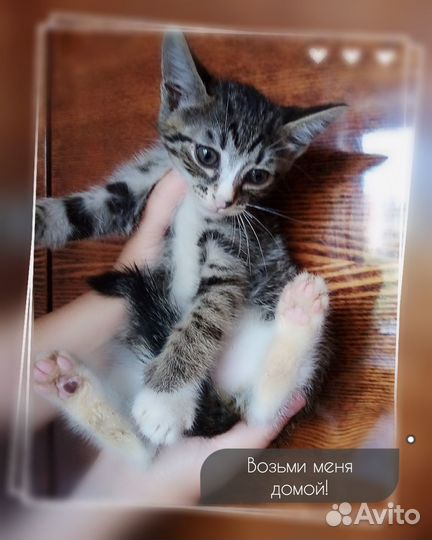 Котенок в дар