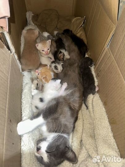 Котята бесплатно