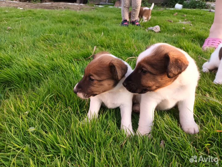 Фокстерьер