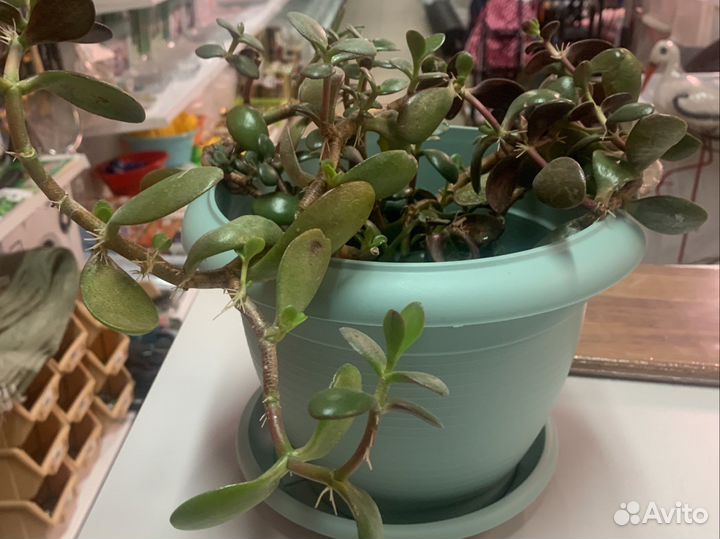 Замиокулькас