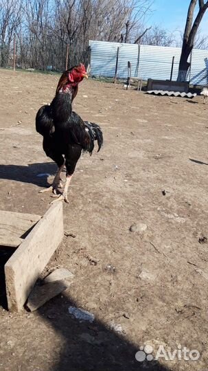 Петух бойцовский