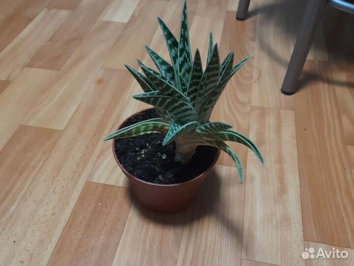 Алоэ тигровое