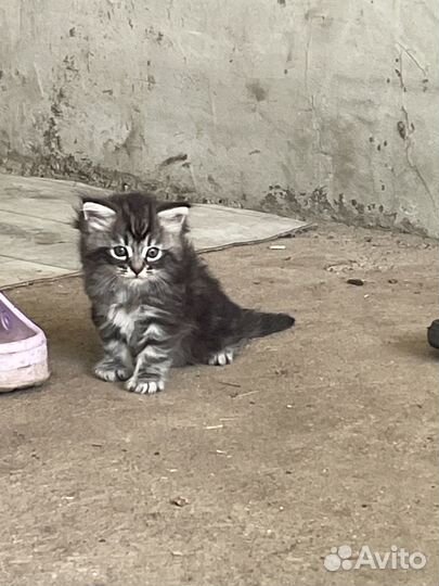 Отдам бесплатно