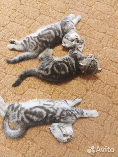 Шотландский кот вязка