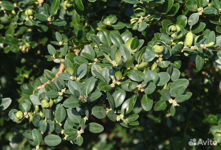 Роза Айсберг плетистая, самшит вечнозеленый