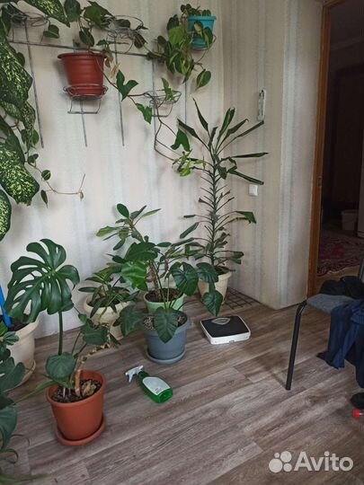 Комнатные цветы