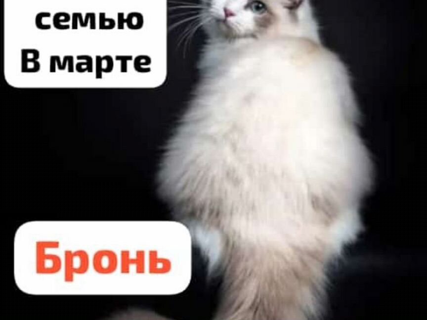 Котята рэгдол сибирская смесь