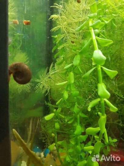 Аквариумные улитки 