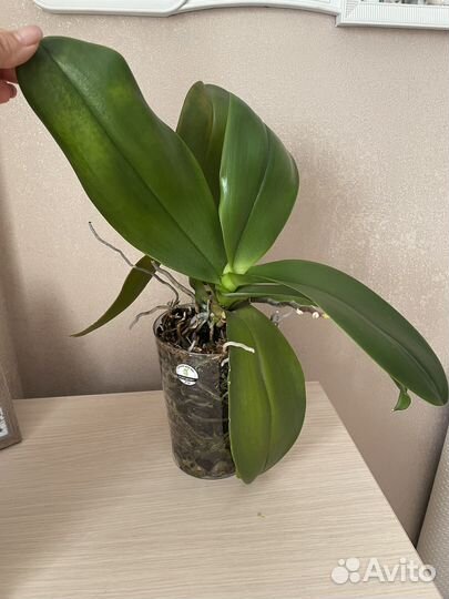 Фаленопсис surf song