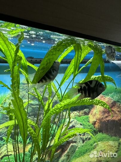 Аквариумные рыбки попугаи