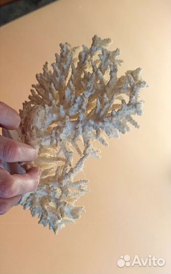 Коралл в аквариум