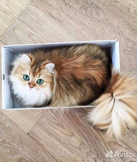 Передержка котов
