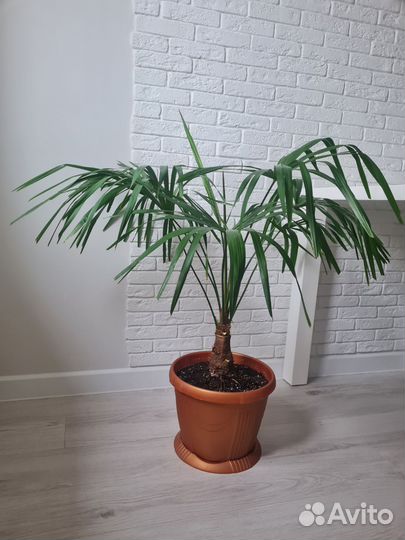 Пальма Трахикарпус Форчуна