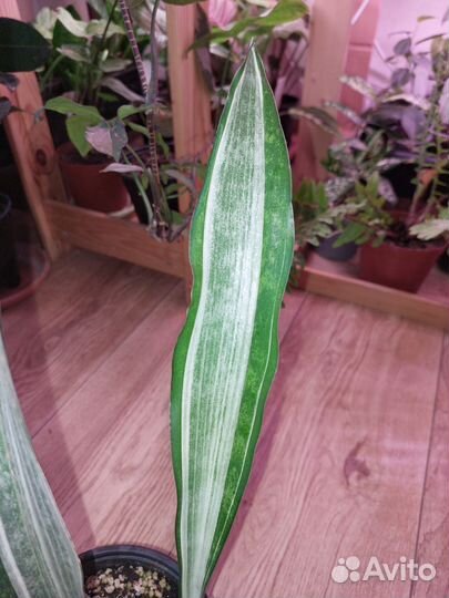 Сансевиерии сортовые