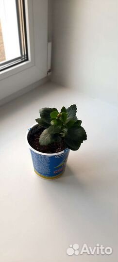 Каланхоэ оранжевый