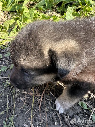 Щенок в добрые руки