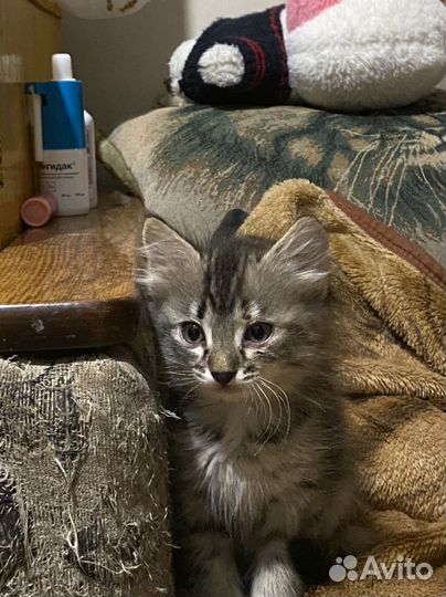 Отдам в добрые руки