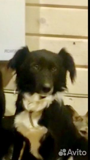 Собака в дар в добрые руки