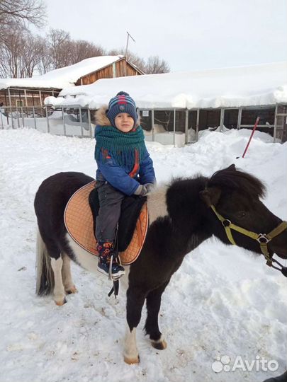 Конные прогулки, обучение