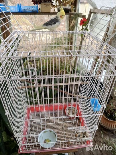 Попугай корелла с клеткой