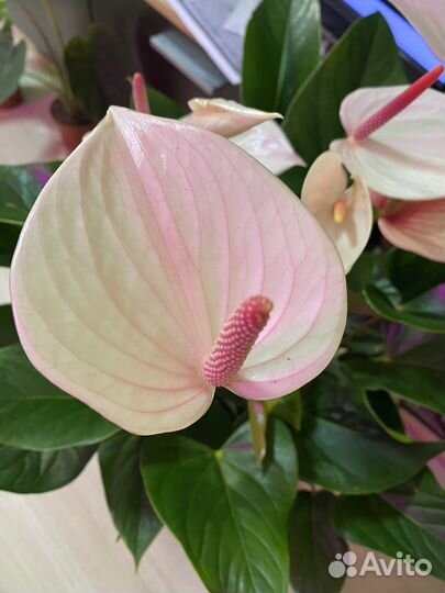 Антуриум Fresh Love