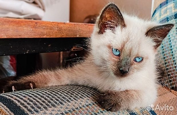 Тайские котята