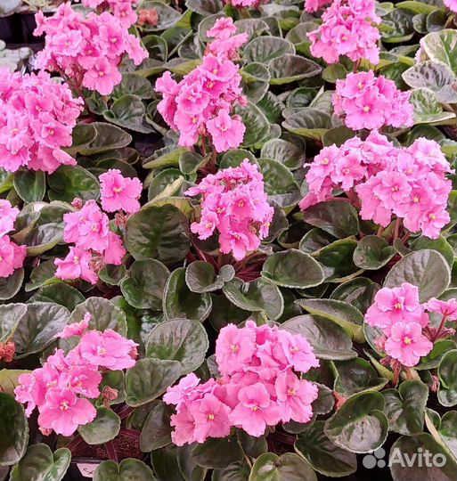 Эльсад саженцы. Розница, опт, inVitro