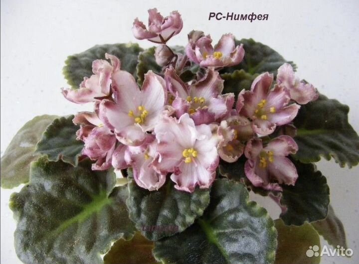 Лист срез Фиалка