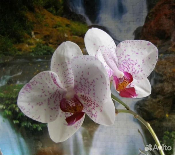 Сортовые орхидеи