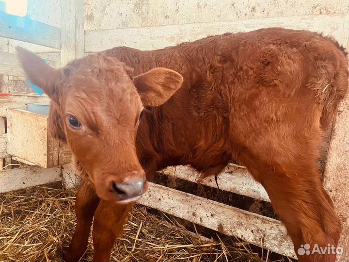 Телята бычки телки быстрая доставка
