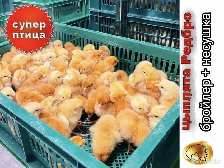 Цветной бройлер Мастер грей, Редбро 12 мая