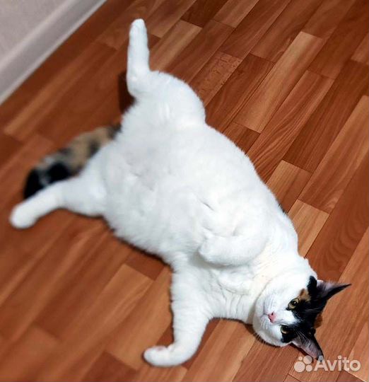 Ириска, пухленькая трехцветочка в дар