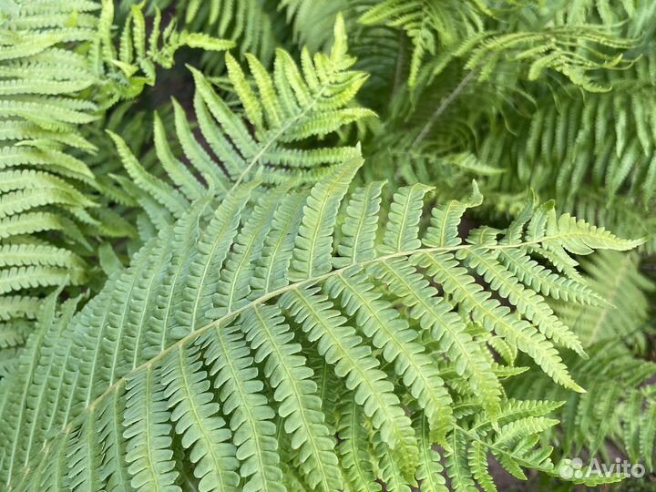 Папоротник