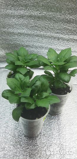 Вегетативный остеоспермум