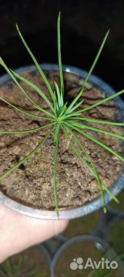 Саженцы кедра корейского