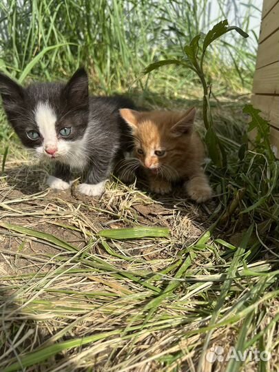 Котята в добрые руки бесплатно