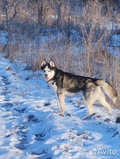 Щенки хаски