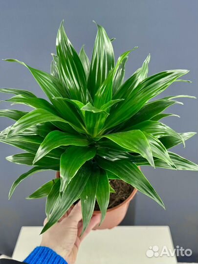 Драцена фрагранс компакта d17 h45