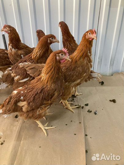 Куры яичного направления продуктивности