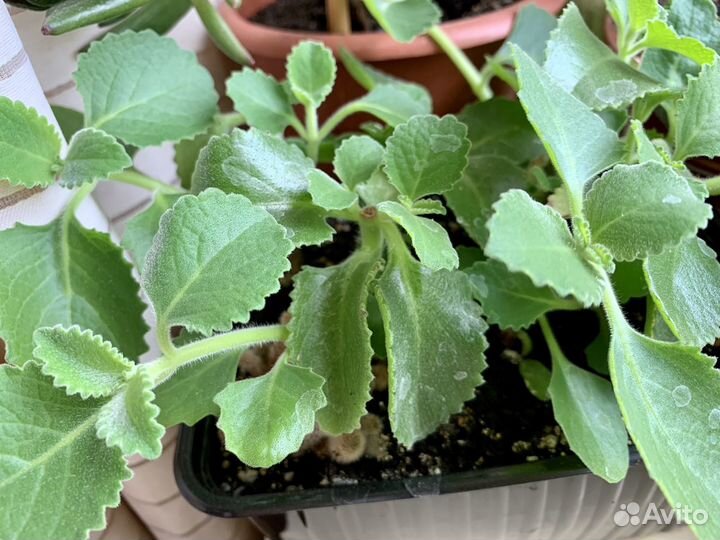 Плектрантус ароматный