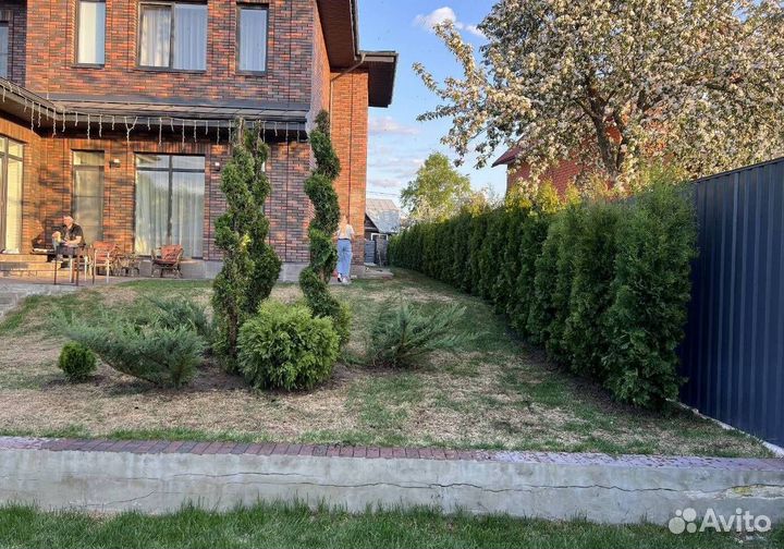 Можжевельник Блю Эрроу