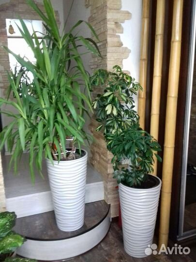 Юкка и шеффлера