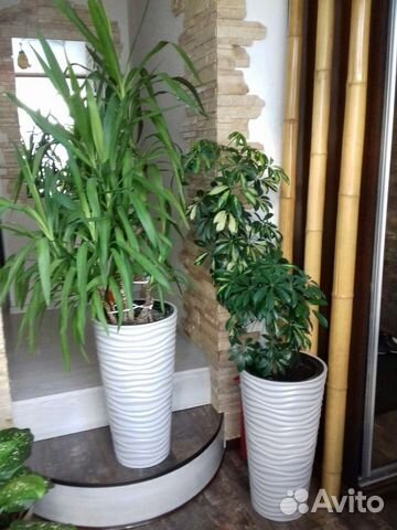 Юкка и шеффлера