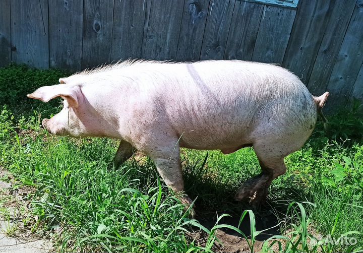 Хряк на племя