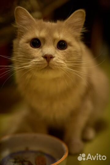 Кот Персик ищет свой дом