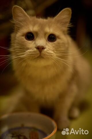 Кот Персик ищет свой дом